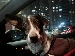 В Краснодаре обессиленную собаку вытащили из реки