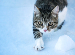 Снег на Кубани наконец-то прекратится 