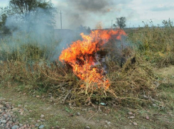 Кубанские полицейские сожгли поле дикой конопли