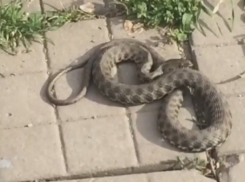 Жителей Краснодара напугала змея в центре города