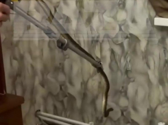 Гадюка год кошмарила жительницу Кубани в ее собственном доме