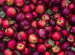  Женщина украла у кубанского бизнесмена 23 тонны яблок на 11 млн рублей 