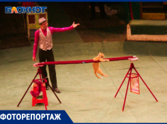 Отважные коты и «безумный» шляпник сорвали овации в краснодарском цирке