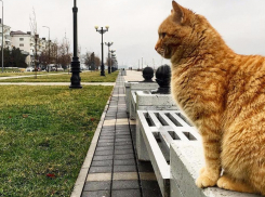 На Кубани в четверг облачно, местами пройдут дожди