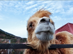 В Армавире спасли верблюда от голодной смерти