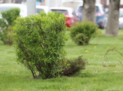 Краснодарцы настояли на зеленой зоне вместо магазинов в Юбилейном