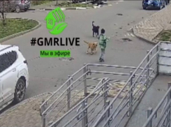 Бездомная собака укусила ребенка в Почтовом микрорайоне Краснодара