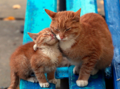 Пасмурно и все еще дождливо: кратковременные осадки прогнозируют на Кубани