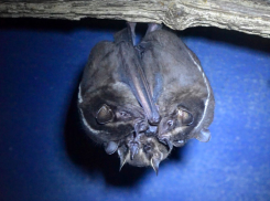 Зверье мое: чем могут удивить летучие мыши Краснодарского края