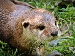 Зверье мое: где на Кубани можно встретить кавказскую выдру
