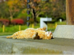 До 26 градусов прогреется в среду Краснодарский край 