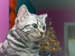 На Кубани снова пойдет снег 