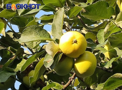 Актуальный Краснодар сегодня: Пантелеймон целитель. Около +35. Посылаем воздушные поцелуи, не работаем в поле и прислушиваемся к советам