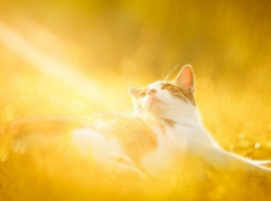  Лето заглянет на Кубань на один день 