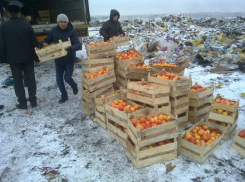 Свыше 100 тонн «санкционных продуктов» уничтожено на Кубани за год
