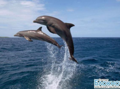 Крымских дельфинов и морских котиков поставят на службу в ВМФ России 