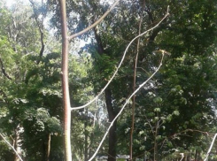  В Чистяковской роще Краснодара засыхают деревья и кустарники 