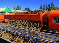 В Краснодарском крае подходит к концу сбор сахарной свеклы