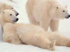 Прокуратура Кубани нашла сайты, где продают белого медведя, манула и леопарда