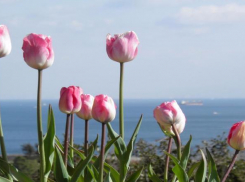 В Сочи ко Дню города заменят полмиллиона цветов