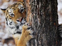 Зверье мое: кроме таинственного краснодарского парка никто не взял тигра Амура