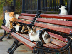 На Кубани 12 октября будет тепло