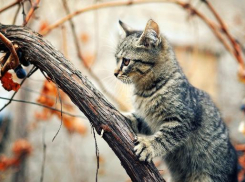 До -5 градусов местами опустится температура на Кубани 