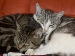 На Кубани будут «трещать» крещенские морозы 