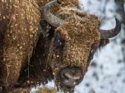 Зверье мое: горный зубр и его жизнь на Кубани