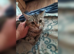 В Краснодаре продают кота-атеиста за миллион рублей 