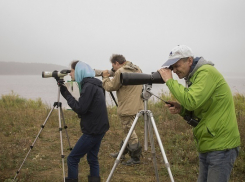 Орнитологи-любители соберутся для поиска мест зимовок крылатых путешественников