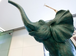 Краснодарец с новой прической украл слона и потерял его