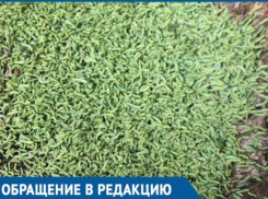  «Гусеницы просто сыпятся на голову»: Насекомые атаковали парк Поддубного в Ейске 