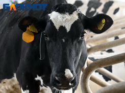 На Кубани за год резко упало поголовье скота и домашней птицы