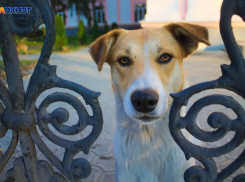 Города и районы Кубани получат средства на отлов и содержание бездомных животных