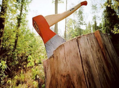 В Анапе неизвестные вырубили лес на 41 миллион рублей