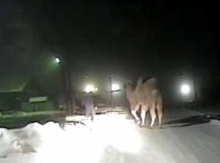 Сочинский верблюд погиб в ДТП в Иркутской области 