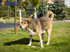 В Краснодаре выросли цены на импортные средства от клещей и блох для собак 