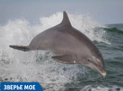 «Зверьё моё»:  как черноморская афалина оказалась на грани вымирания
