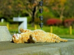 На Пасху в Краснодаре теплее, чем в Сочи