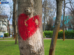 Краснодарцы опасаются бездействия мэрии после массовой вырубки деревьев