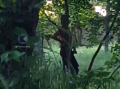 Женщина пожаловалась на онаниста в Чистяковской роще Краснодара