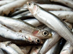 В Новороссийске установят единственный в мире памятник хамсе 