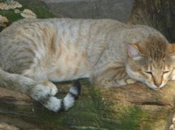 В Армавире зоопарк ищет пару «краснокнижной» дикой кошке, спасенной бабушкой