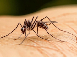«Переносят вирус Зика и лихорадку денге»: кто чаще всего попадает в «меню» комаров и как защититься от укусов