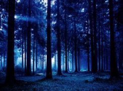  Сочинские спасатели ночью несколько часов искали в лесу потерявшуюся туристку 