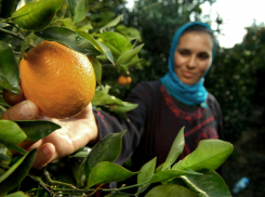 На Кубань привезли сирийские апельсины и мандарины