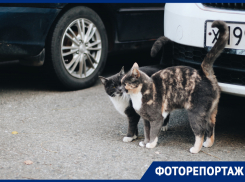 Бродячие банды: как животных выкидывают на улицу в Краснодаре