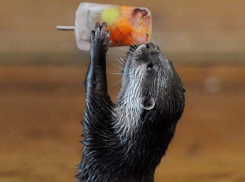 Как спастись от жары