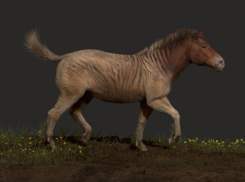 Лошадка всего в метр высотой: удивительный гиппарион жил 12 миллионов лет назад на Кубани